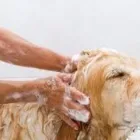 La imagen 2 de la Empresa BAÑOS PARA GOLDEN Peluquería para Perros en Maracaibo V