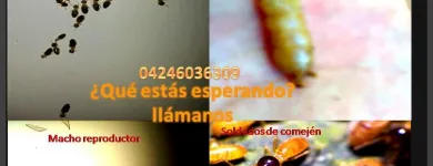 La imagen 3 de la Empresa MULTISERVICIOS PROTEGER Revestimientos en Maracaibo V