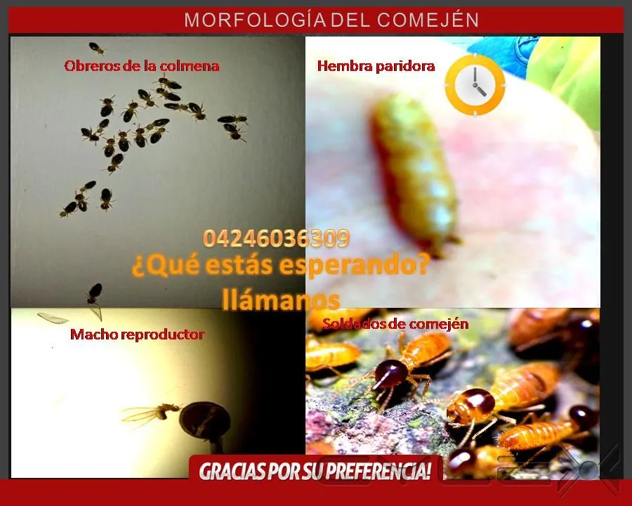 La imagen 3 de la Empresa MULTISERVICIOS PROTEGER