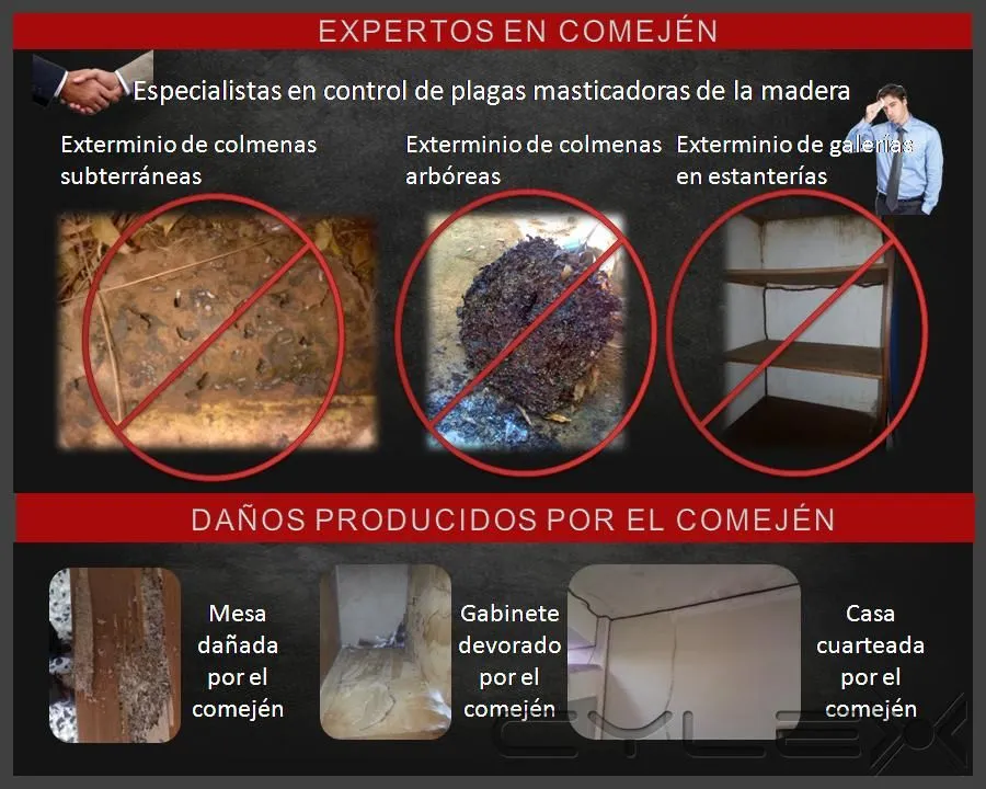 La imagen 4 de la Empresa MULTISERVICIOS PROTEGER